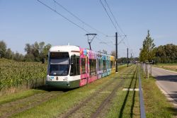 Straßenbahn Augsburg Typ Bombardier Flexity Outlook auf Rasengleis in Haunstetten auf der Strecke nach Königsbrunn